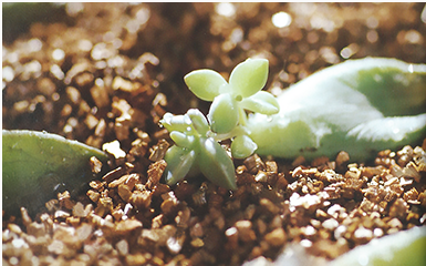 Leaves Baby