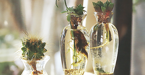 Hydroponics