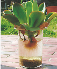 Hydroponics