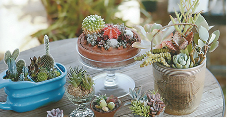 寄せ植えの集合