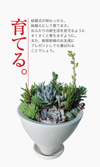 Wedding Succulents